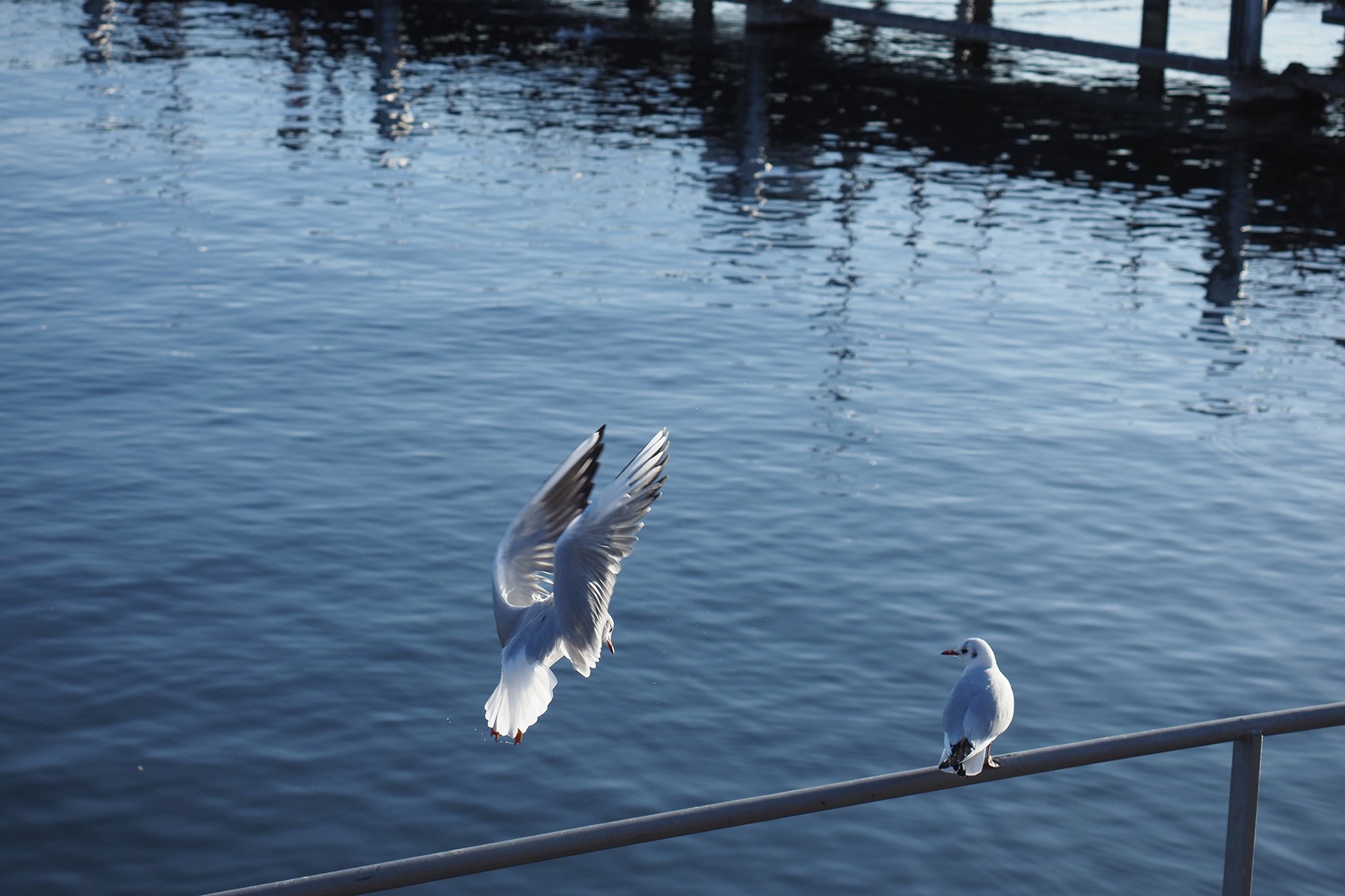 Olympus OM-D E-M1 Mark II: C-AF+Tracking, Bild 13